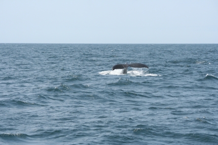 Day 3: il giorno delle balene, con operazione di polizia in mare a sorpresa!